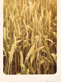 ΚΑΡΤΑ: Αληθώς, αληθώς...